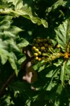Solanum chrysotrichum