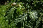 Solanum chrysotrichum