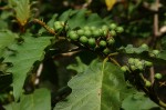 Solanum chrysotrichum