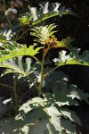 Solanum chrysotrichum