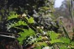 Solanum chrysotrichum