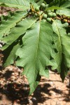 Solanum chrysotrichum