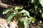 Solanum chrysotrichum