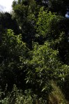 Solanum giganteum