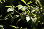 Solanum giganteum