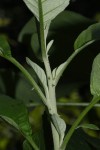 Solanum giganteum
