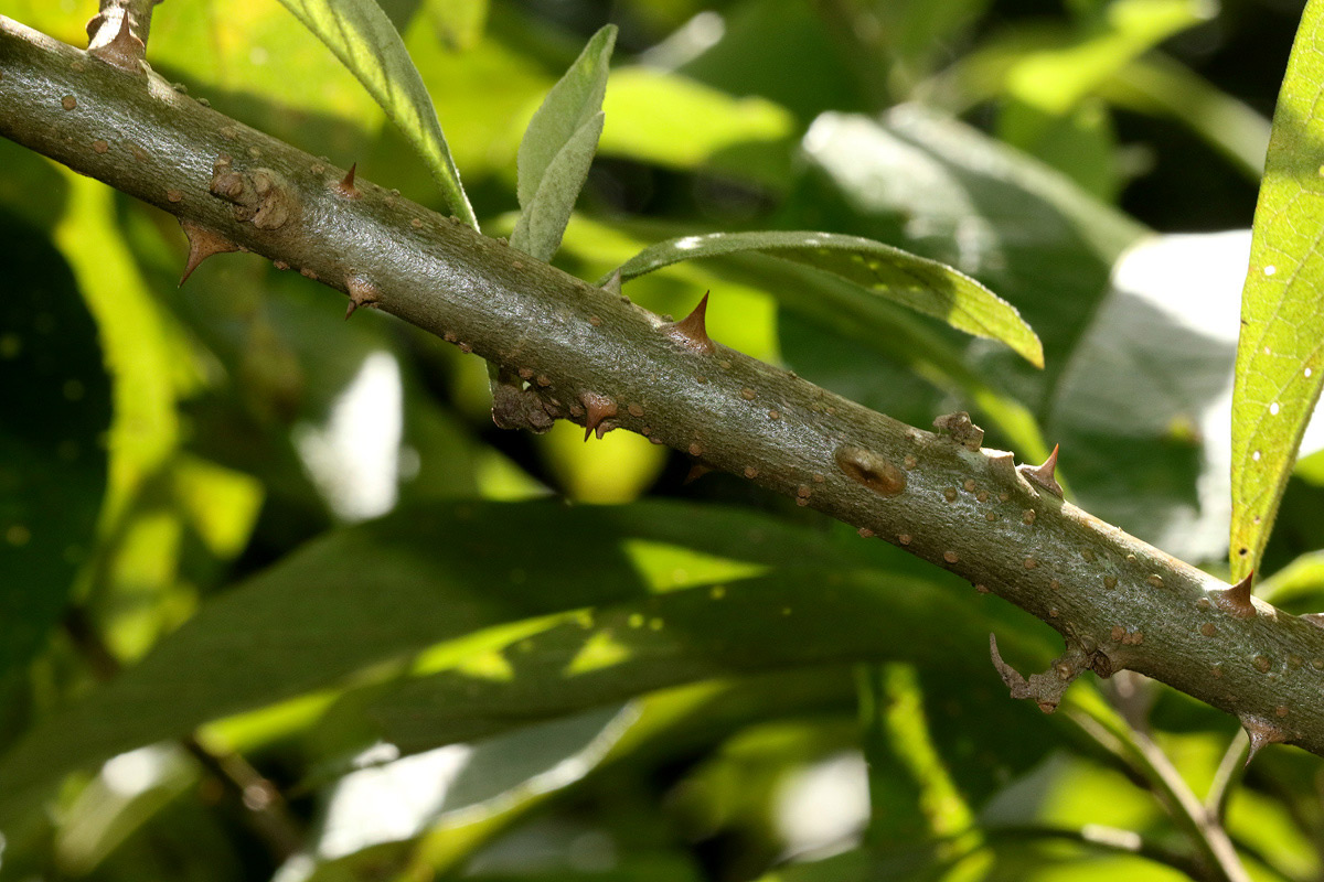 Solanum giganteum