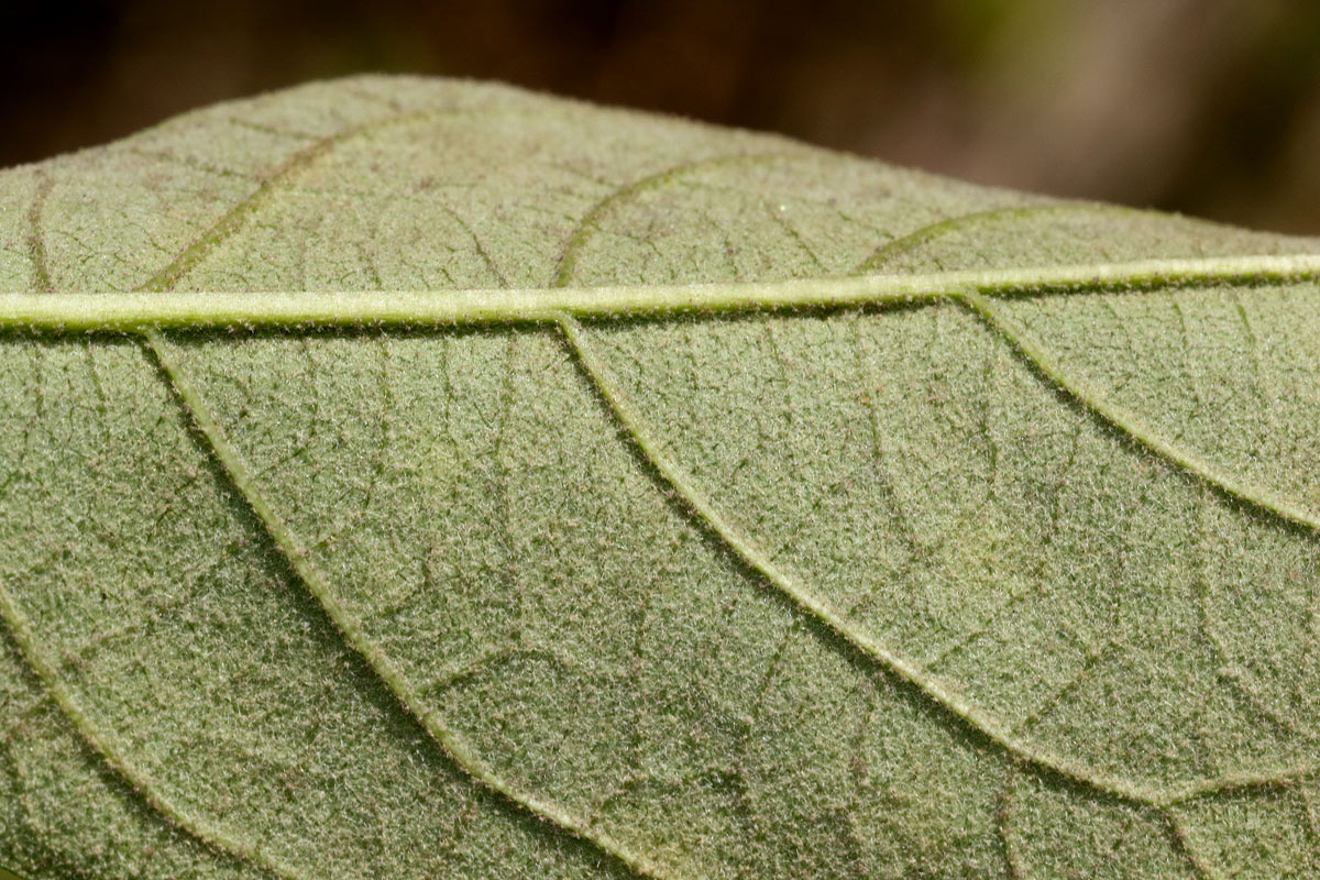 Solanum giganteum