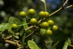 Solanum giganteum