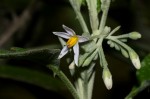 Solanum giganteum