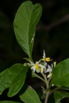 Solanum goetzei