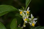 Solanum goetzei