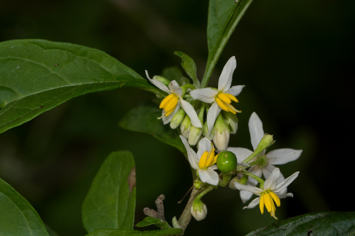 Solanum goetzei
