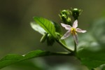 Solanum goetzei