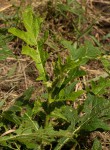 Solanum macrocarpon