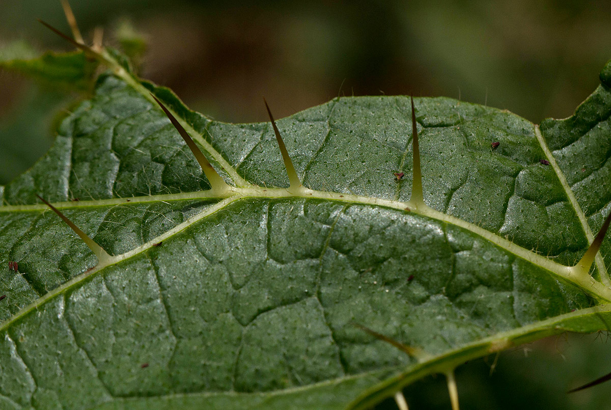 Solanum macrocarpon