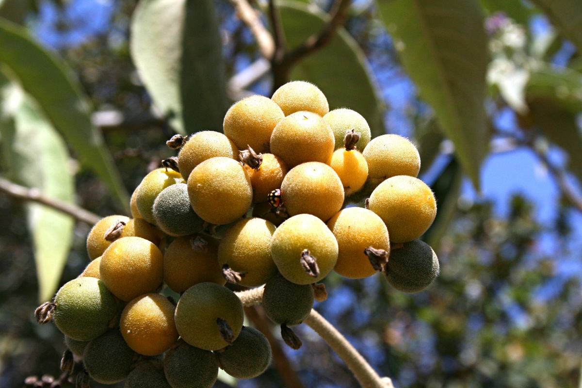 Solanum mauritianum