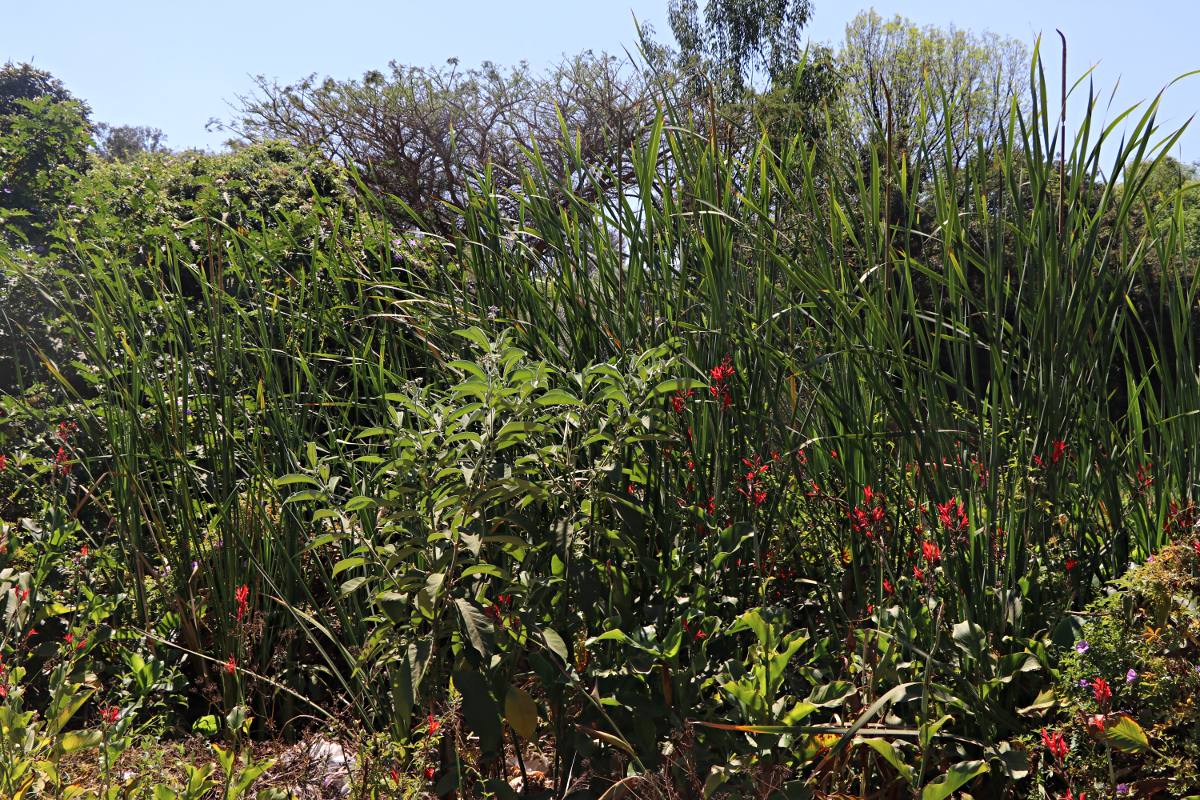 Solanum mauritianum