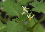 Solanum retroflexum