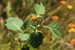 Solanum retroflexum