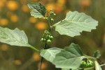 Solanum retroflexum
