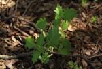 Solanum retroflexum