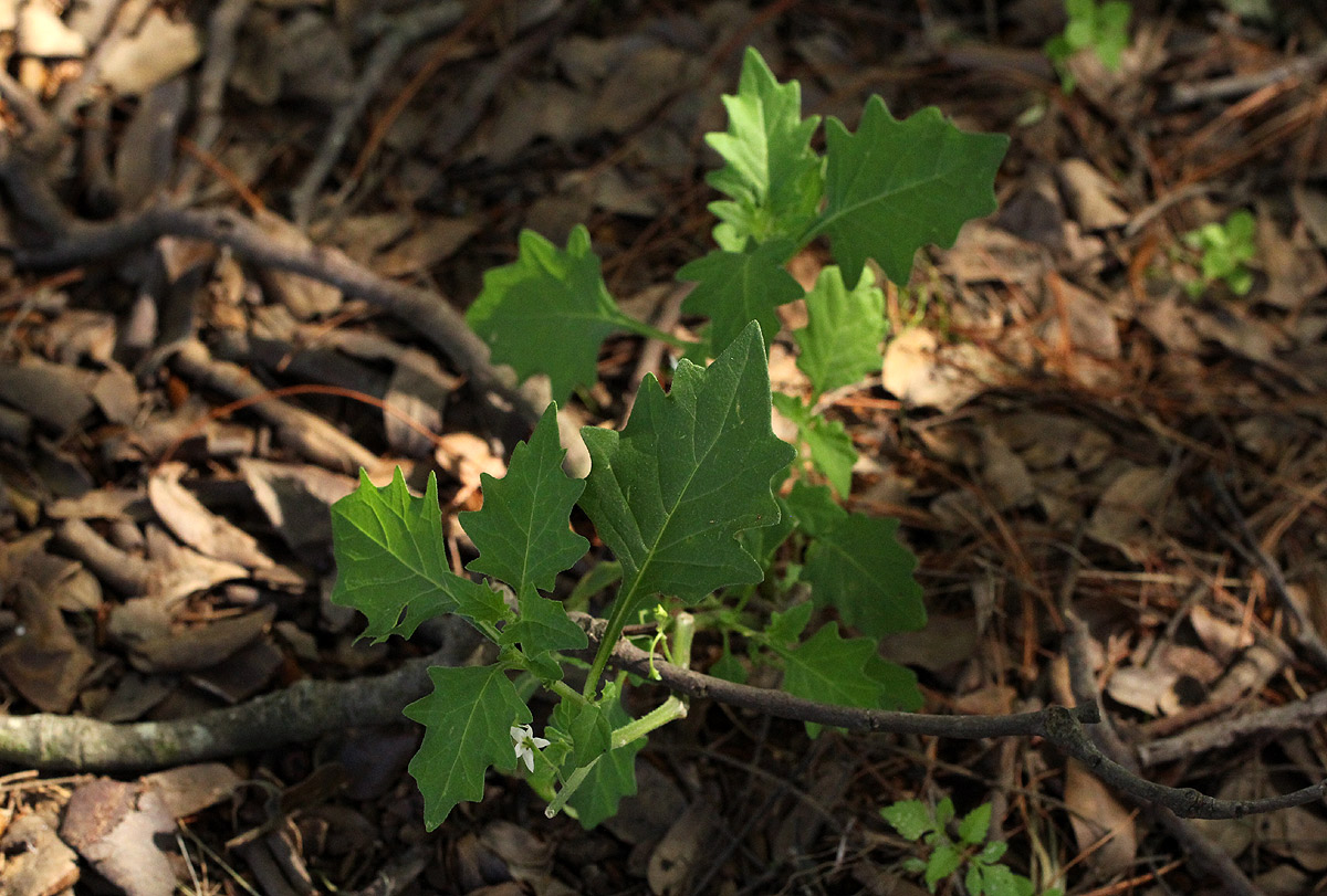 Solanum retroflexum