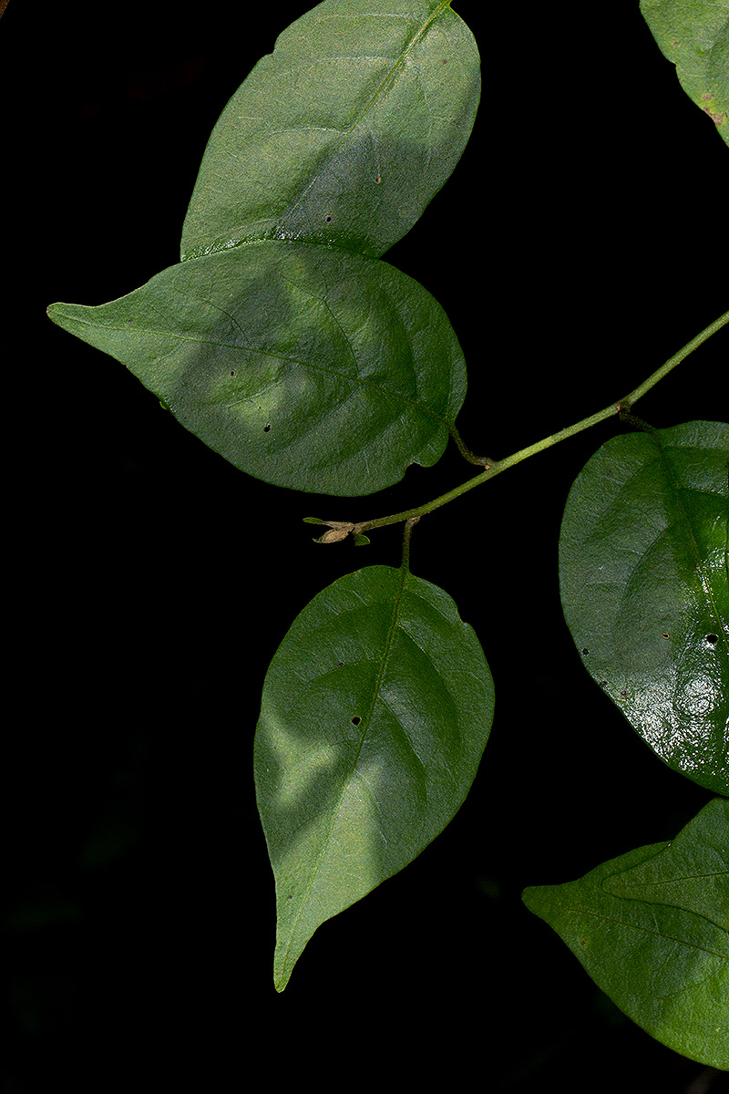 Solanum terminale