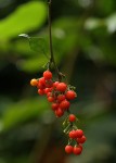 Solanum terminale