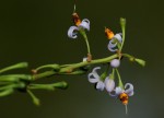 Solanum terminale