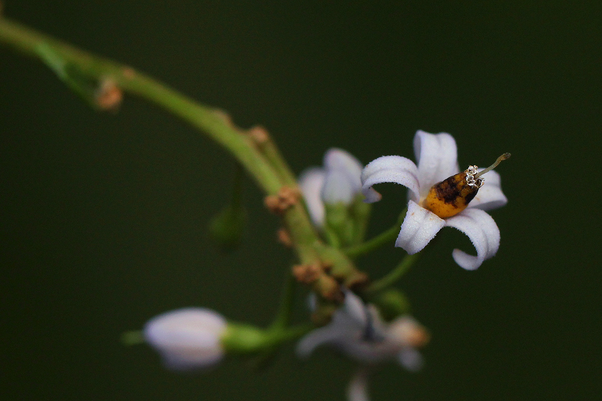 Solanum terminale Solanum terminale