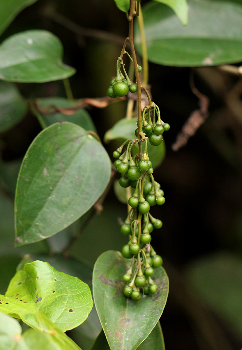 Solanum terminale