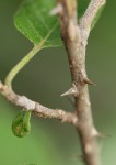 Solanum tettense var. tettense