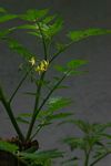 Solanum lycopersicum