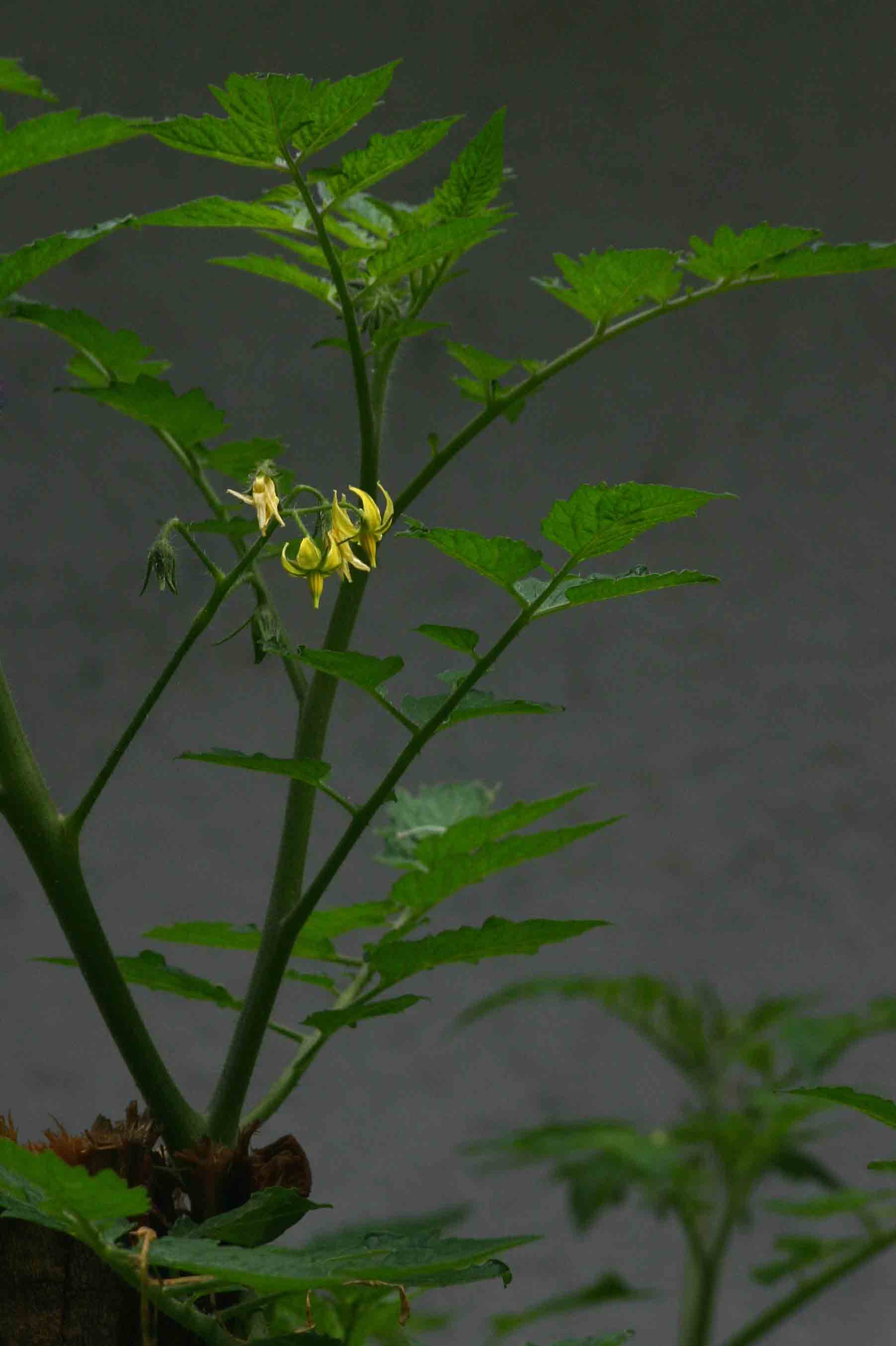 Solanum lycopersicum