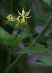 Solanum lycopersicum