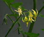 Solanum lycopersicum