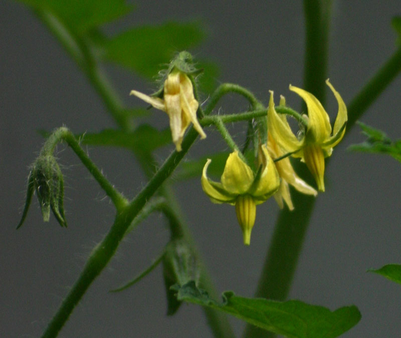 Solanum lycopersicum