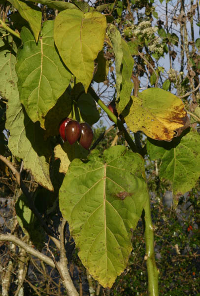 Solanum betaceum