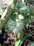 Datura inoxia