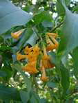 Cestrum aurantiacum