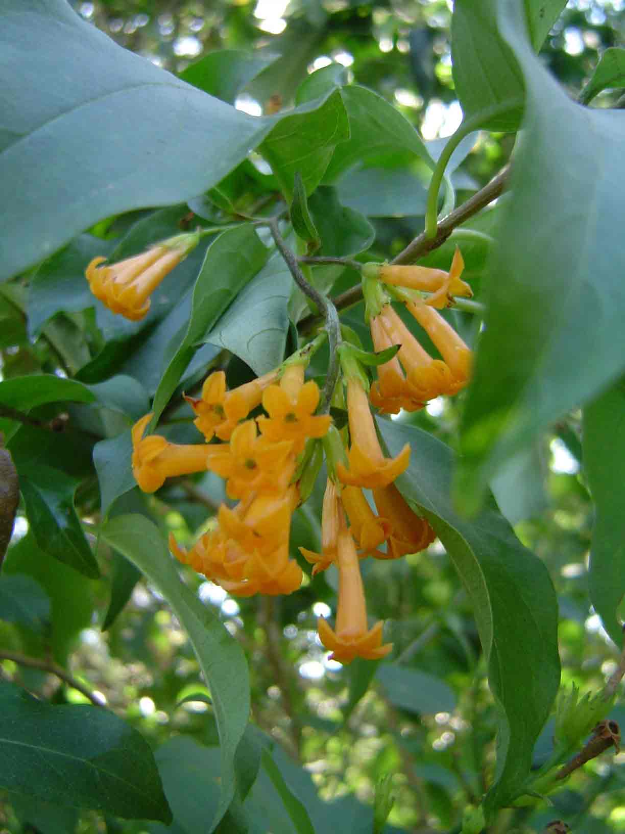 Cestrum aurantiacum