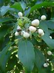 Cestrum aurantiacum