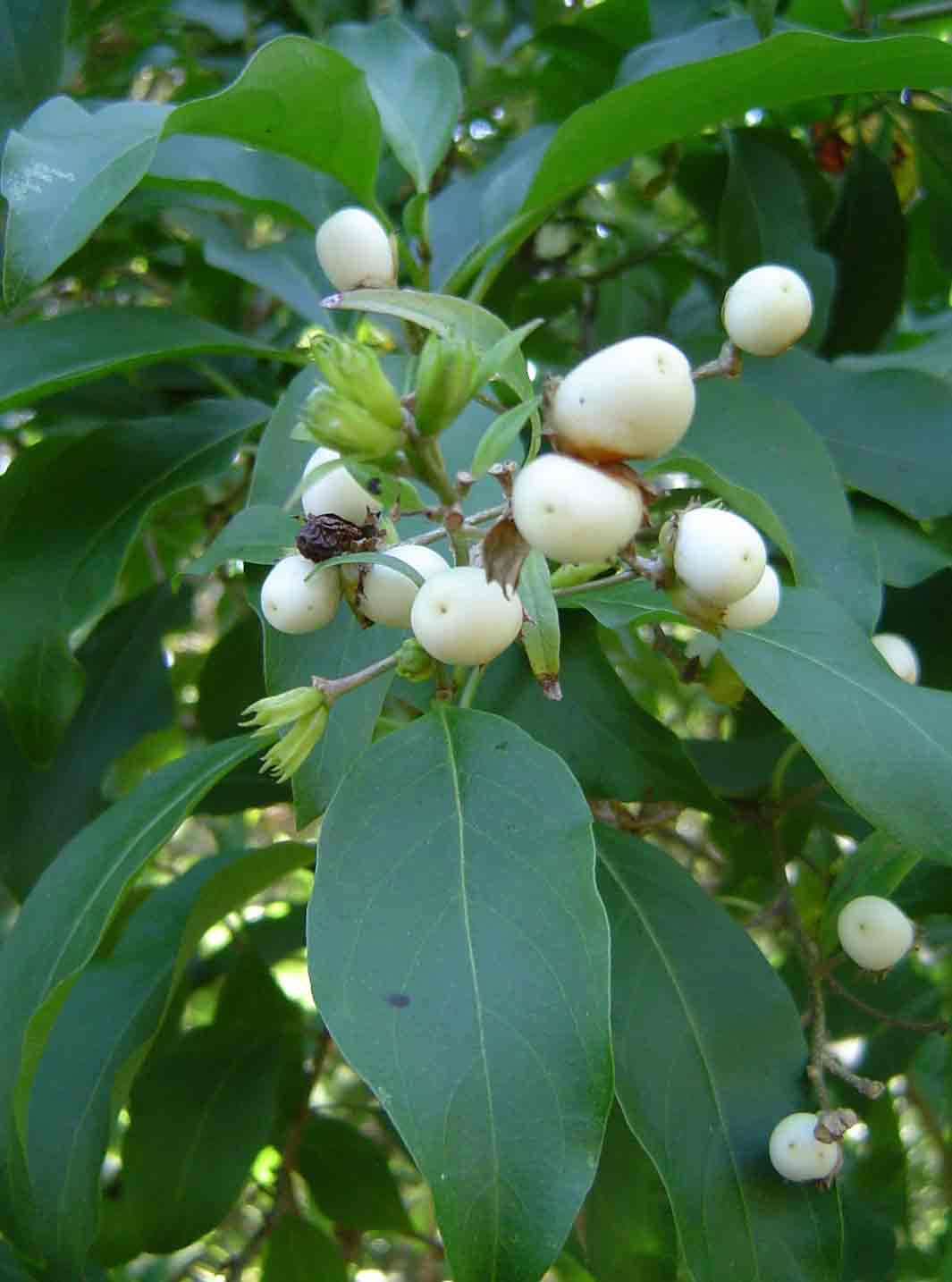 Cestrum aurantiacum