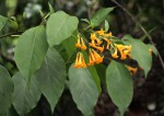 Cestrum aurantiacum