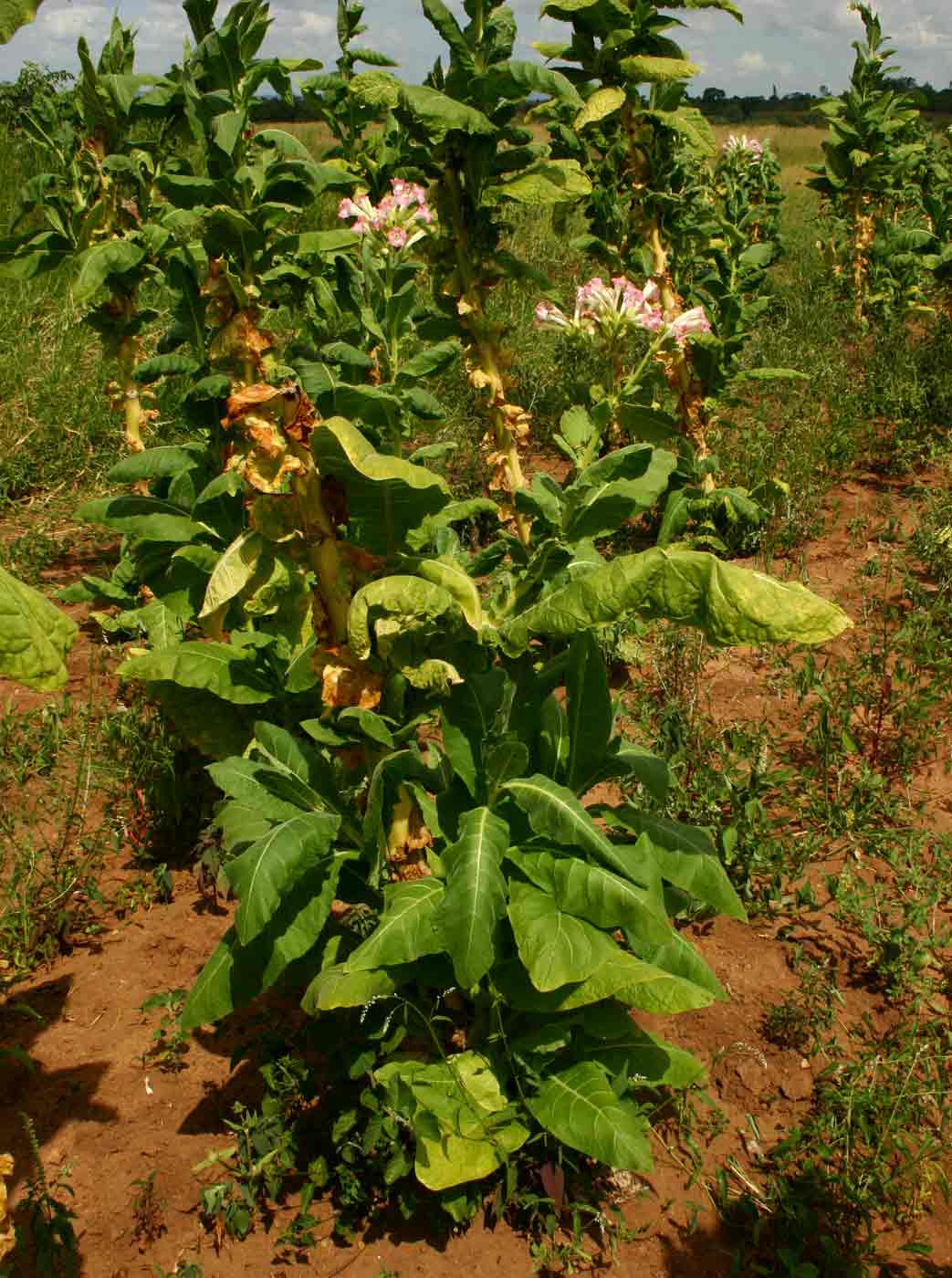 Nicotiana tabacum