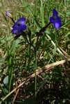 Browallia americana