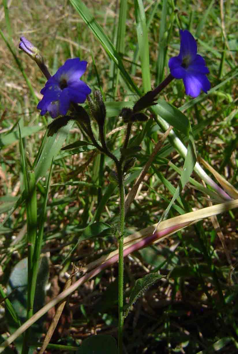 Browallia americana