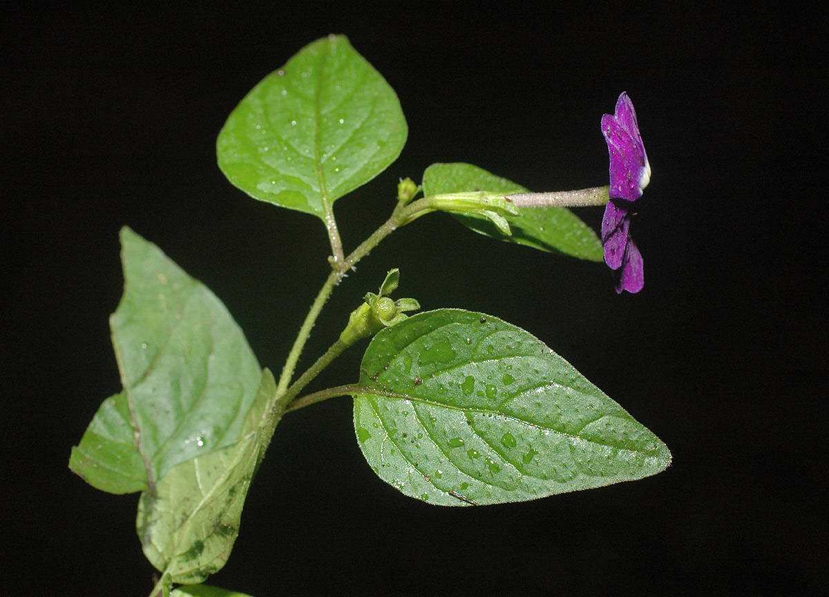 Browallia americana
