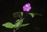 Browallia americana